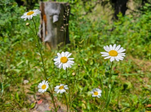 212 East Boulder_ (33)