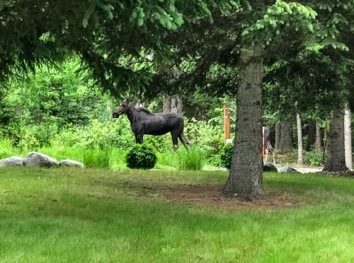 9 Moose Haven Moose
