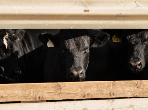 Clark Fork Valley Ranch_ (12)