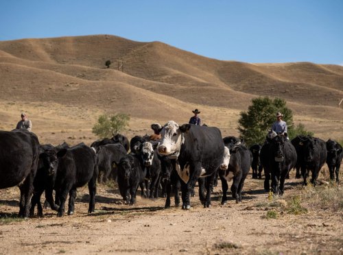 Clark Fork Valley Ranch_ (16)