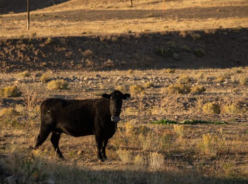 Clark Fork Valley Ranch_ (18)