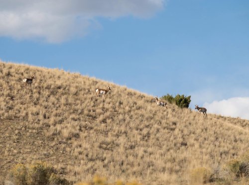 Clark Fork Valley Ranch_ (20)