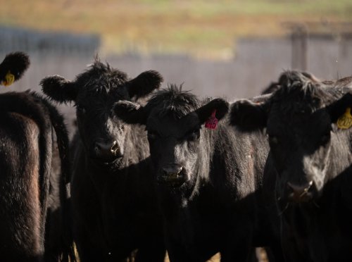 Clark Fork Valley Ranch_ (23)