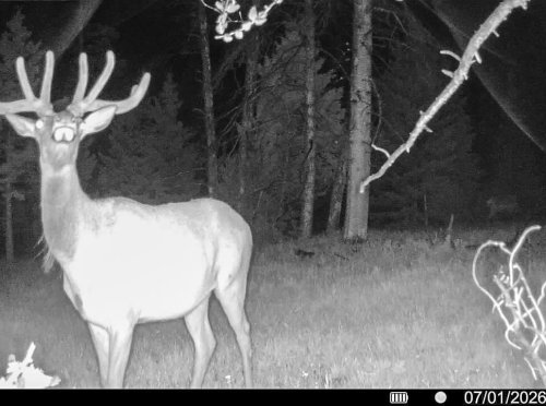 Hahn Creek Gam Cam_ (1)