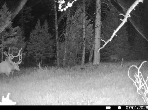 Hahn Creek Gam Cam_ (2)