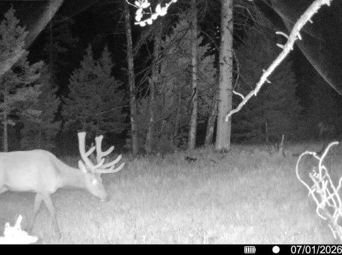 Hahn Creek Gam Cam_ (3)
