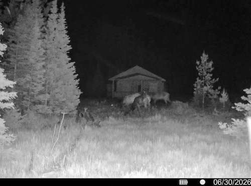 Hahn Creek Gam Cam_ (4)