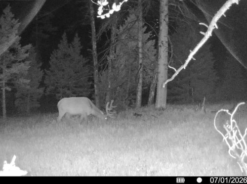 Hahn Creek Gam Cam_ (5)