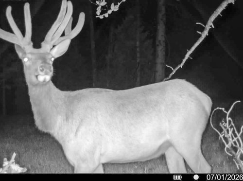 Hahn Creek Gam Cam_ (6)