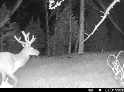 Hahn Creek Gam Cam_ (7)