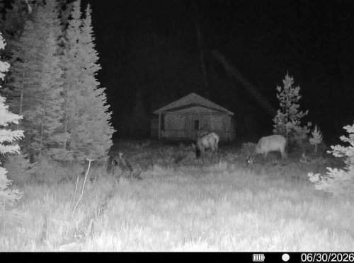 Hahn Creek Gam Cam_ (8)
