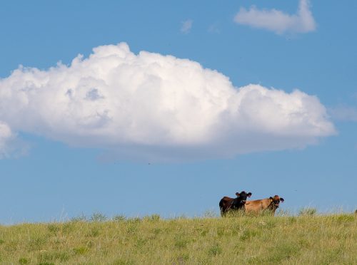 Spring Coulee Ranch 35