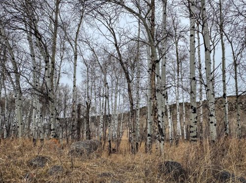 TBD East Boulder Rd_ (14)