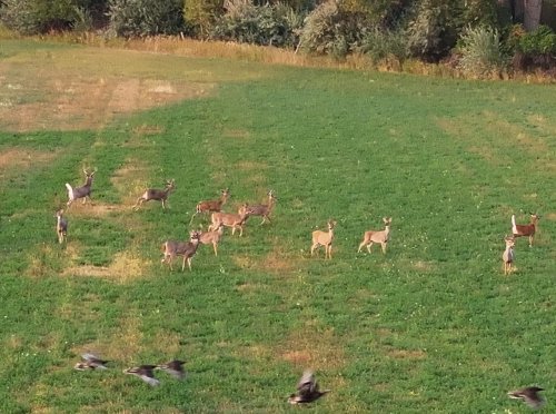 Westervelt Farm on the Yellowstone River (10)