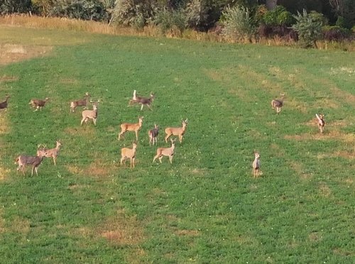 Westervelt Farm on the Yellowstone River (12)