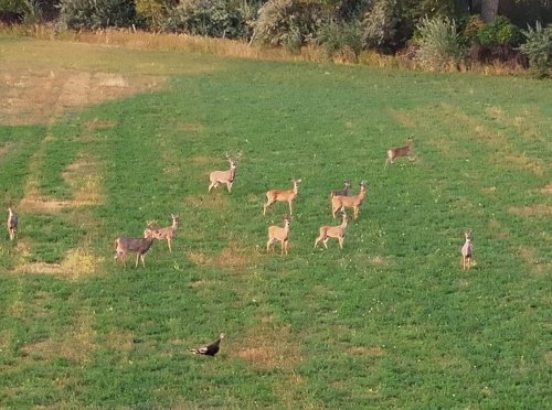 Westervelt Farm on the Yellowstone River (14)